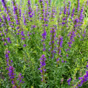 Izsóp-Hyssopus officinalis csávázatlan