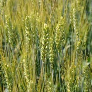 IS Jarissa csávázott II. fok