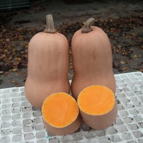 UG 205 csávázatlan F1