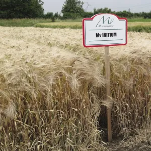 MV Initium csávázott II. fok