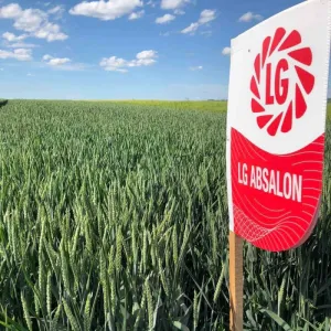 LG Absalon csávázott II. fok