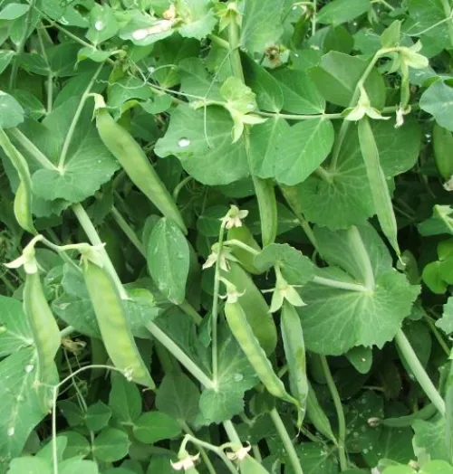 Zsuzsi csávázatlan standard