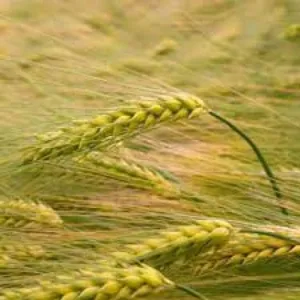 Riparo csávázott II. fok