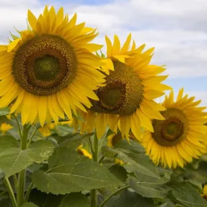 Valparaiso CLP csávázott
