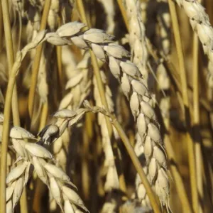 GK Fehér csávázatlan II. fok