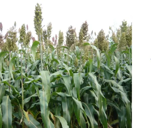 Zumba BMR csávázatlan