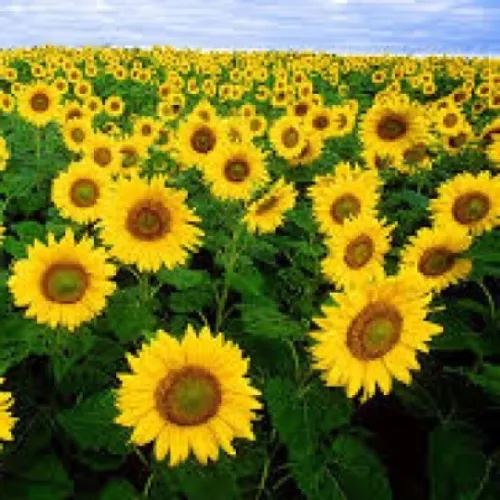 LG 50.797 CLP csávázatlan