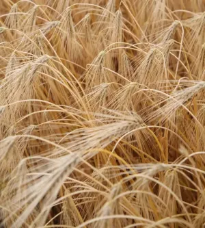 Senta csávázott II. fok