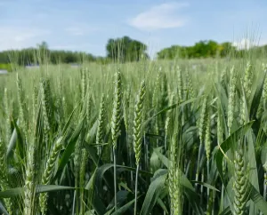 SU Exsal csávázott II. fok