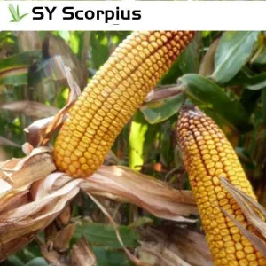 SY Scorpius Elevation Plus csávázott+rovarölő+stimulátor