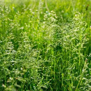 Markus csávázatlan