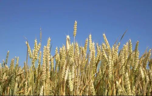 Búza növénytermesztése