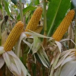 RGT Kartelo Duo System csávázott