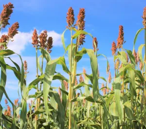 Toretto BMR Antidótummal csávázott