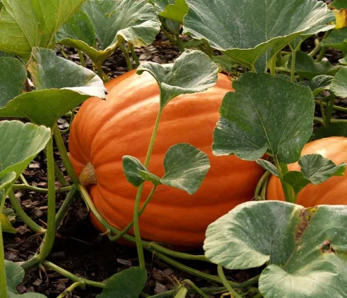 Howden csávázatlan F1