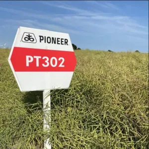 PT302 LumiGEN Insecticide csávázott+rovarölő +stimulátor