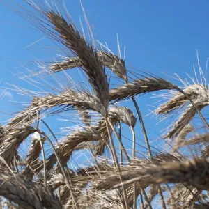 Fredro csávázott II. fok