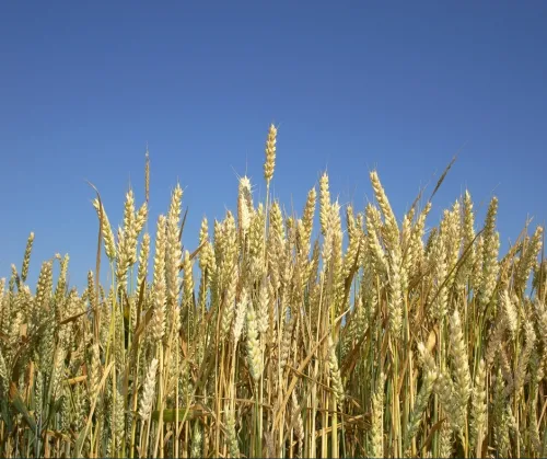 GK Pilis csávázott II. fok