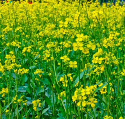 Maryna csávázatlan