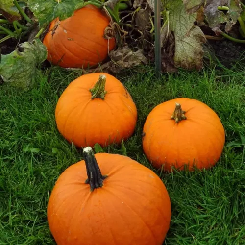 Gladiátor csávázatlan F1