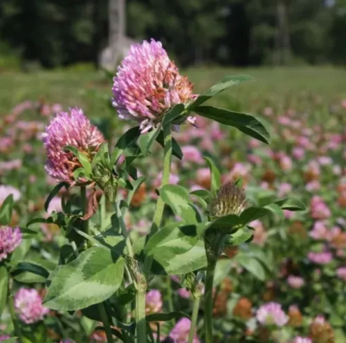 Pillangós MIX 08. évelő csávázatlan