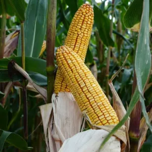 RGT Pinxxfloyd csávázott