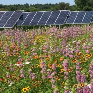 NapelemPark Vadvirág Mix évelő csávázatlan