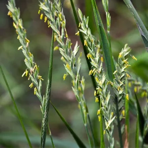 Prana tetraploid csávázatlan