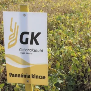 Pannónia Kincse csávázott oltott II. fok