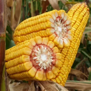 Kulak csávázott+stimulátor