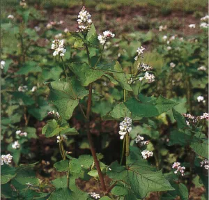 Hajdinás zöldítő csávázatlan
