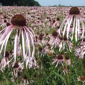 Halvány kasvirág-Echinacea pallida csávázatlan
