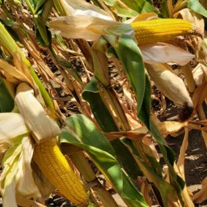 ZP 4123 csávázott+stimulátor