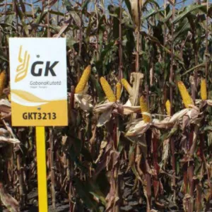 GKT 3213 csávázott