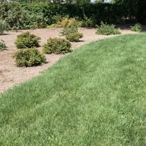 Szárazságtűrő Savaria csávázatlan