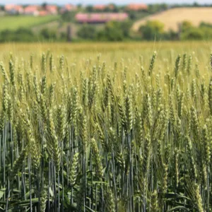 Monaco Plusz csávázott+stimulátor II. fok