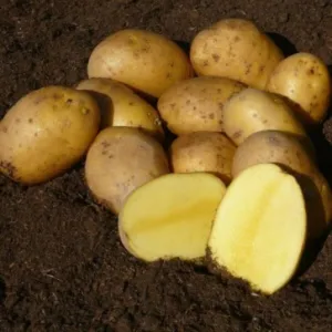 Agria dán csávázott szuper elit 35-55 mm