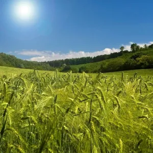 KWS Rustic csávázott II. fok