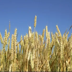 KG Bendegúz csávázott II. fok