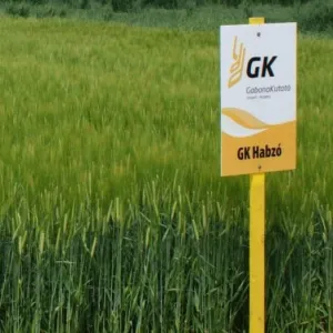 GK Habzó csávázott II. fok