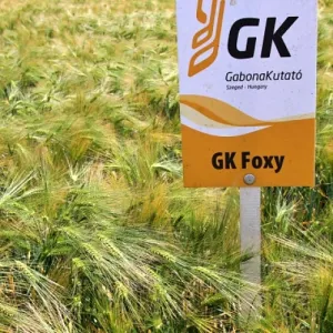 GK Foxy csávázott II. fok