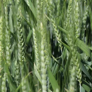 SU Hycardi csávázott+stimulátor hibrid