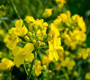 Mustáros zöldítő csávázatlan