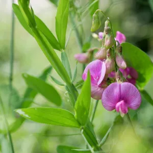 Marianna tavasz csávázatlan II. fok
