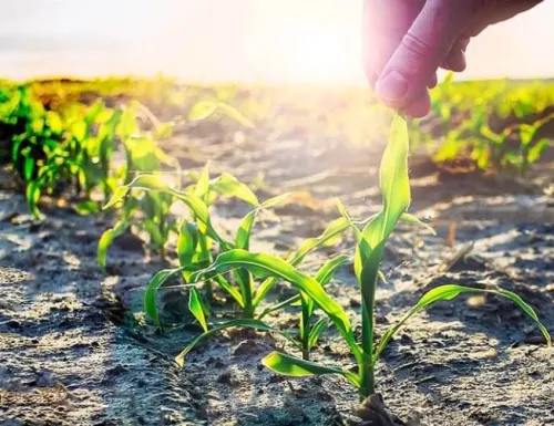 Gyomnövények felismerése kukoricában és kalászosokban: a 10 leggyakoribb gyom a szántóföldön