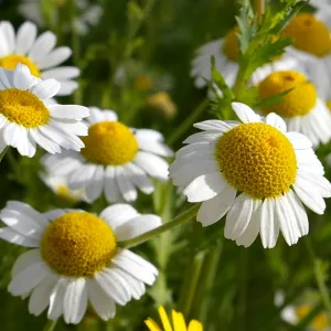 Kamilla - Matricaria chamomilla csávázatlan