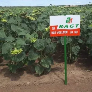 RGT Vollter SU csávázott