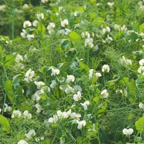 Astronaute csávázatlan I. fok