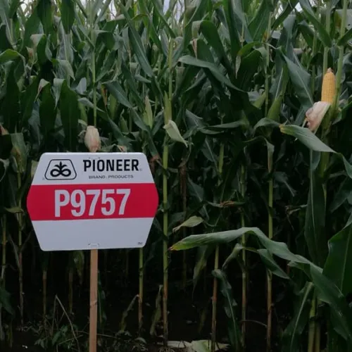 P9757 LumiGEN Standard csávázott+stimulátor