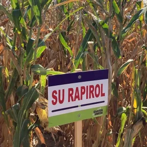 SU Rapirol csávázott